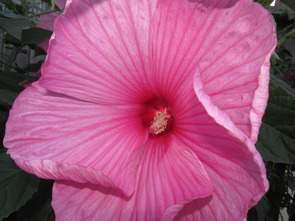Hibiscus 5512 Hibiscus 5512